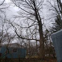 Joels Pro Tree Service of Xenia image 2